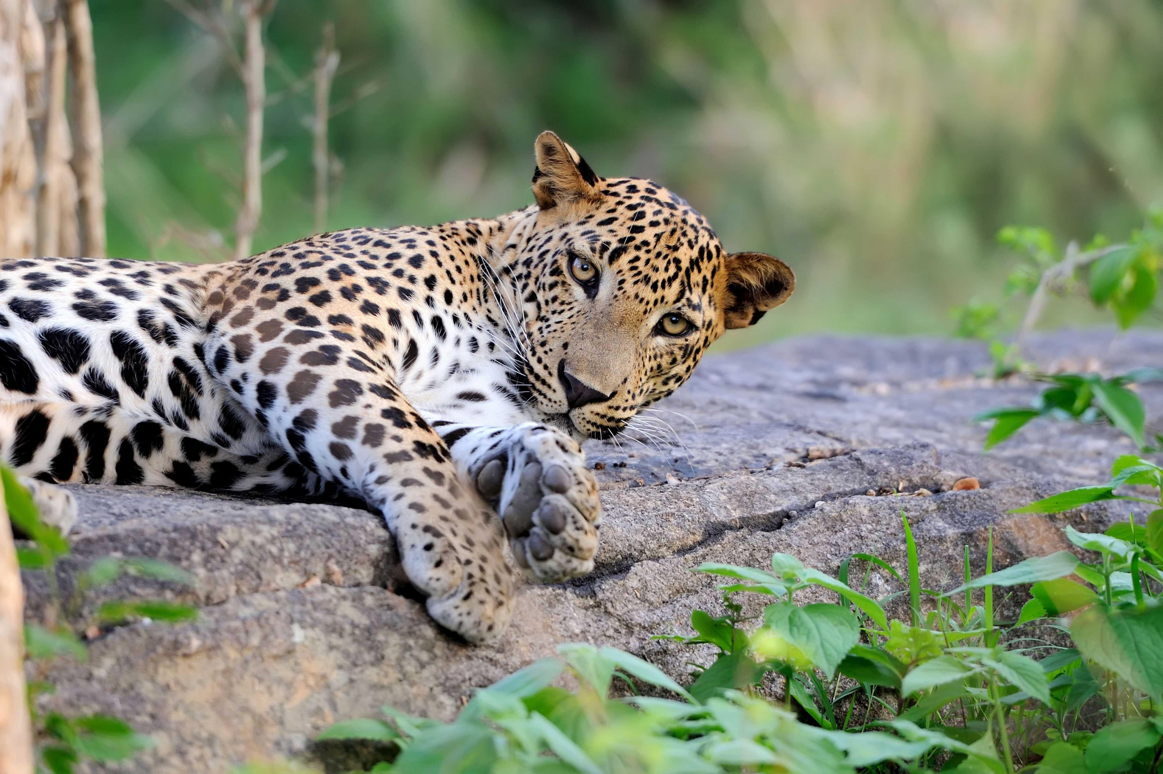 Sri Lanka